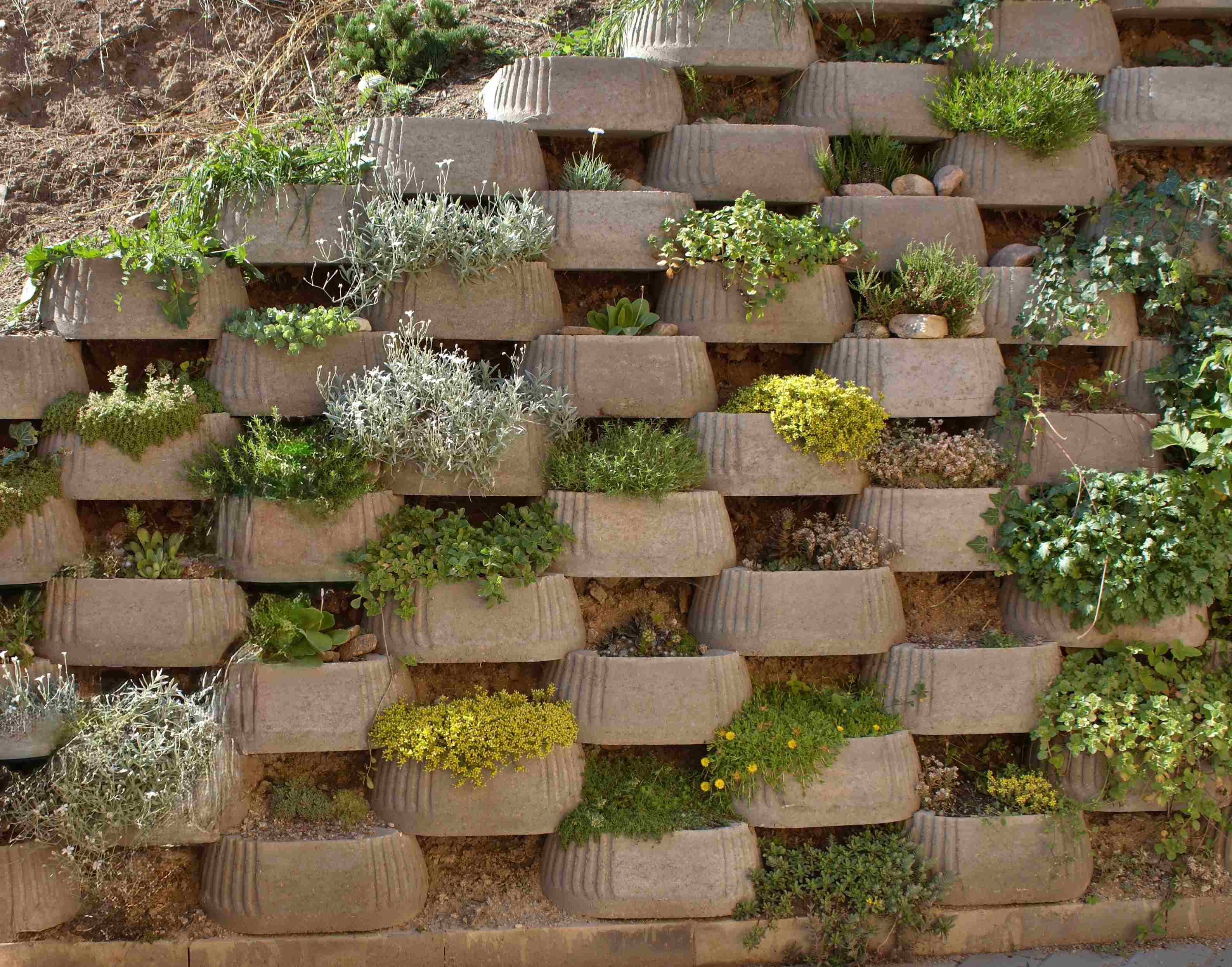 Living Wall