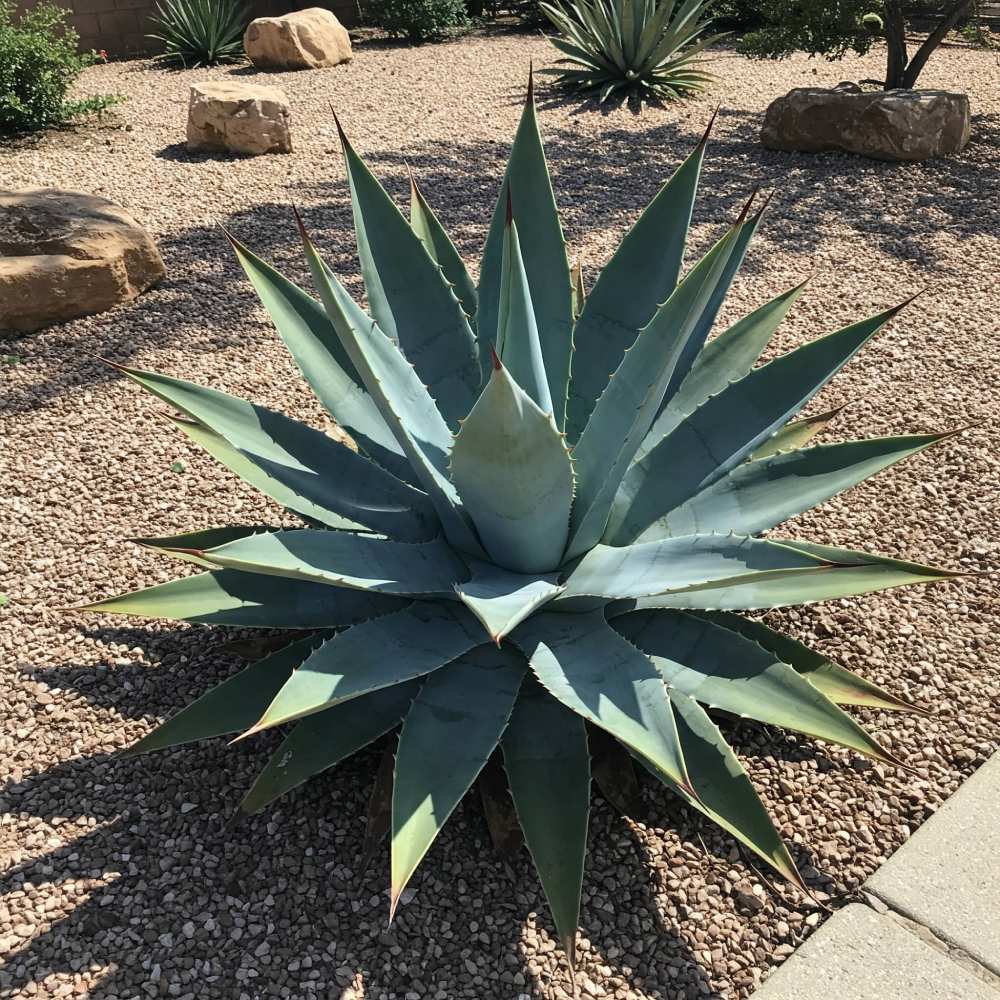 Agave